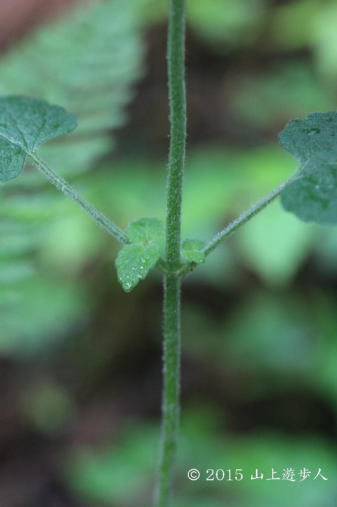 マウスホイールで拡大