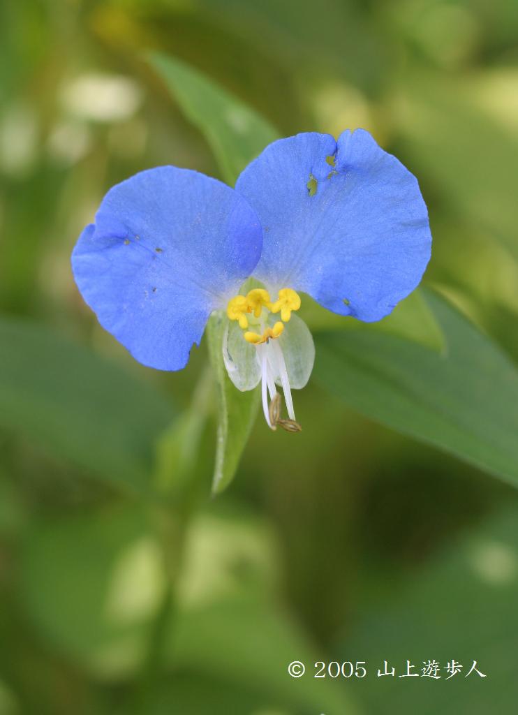 マウスホイールで拡大