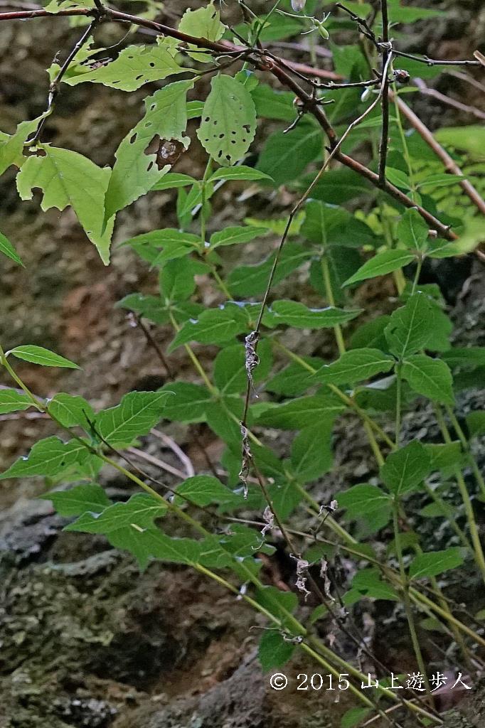 マウスホイールで拡大