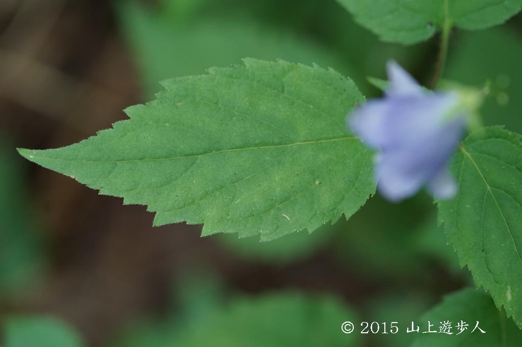 マウスホイールで拡大