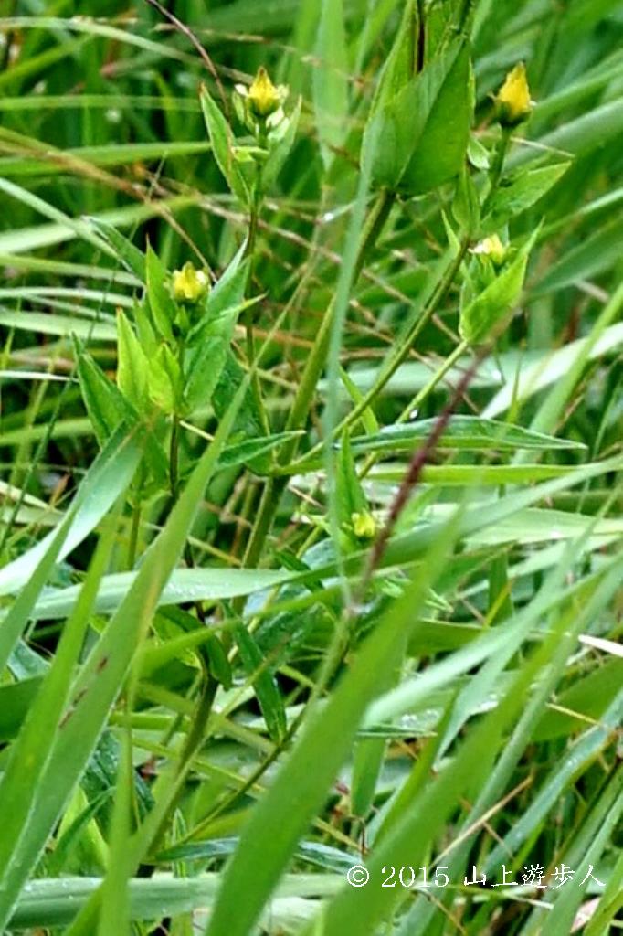 マウスホイールで拡大