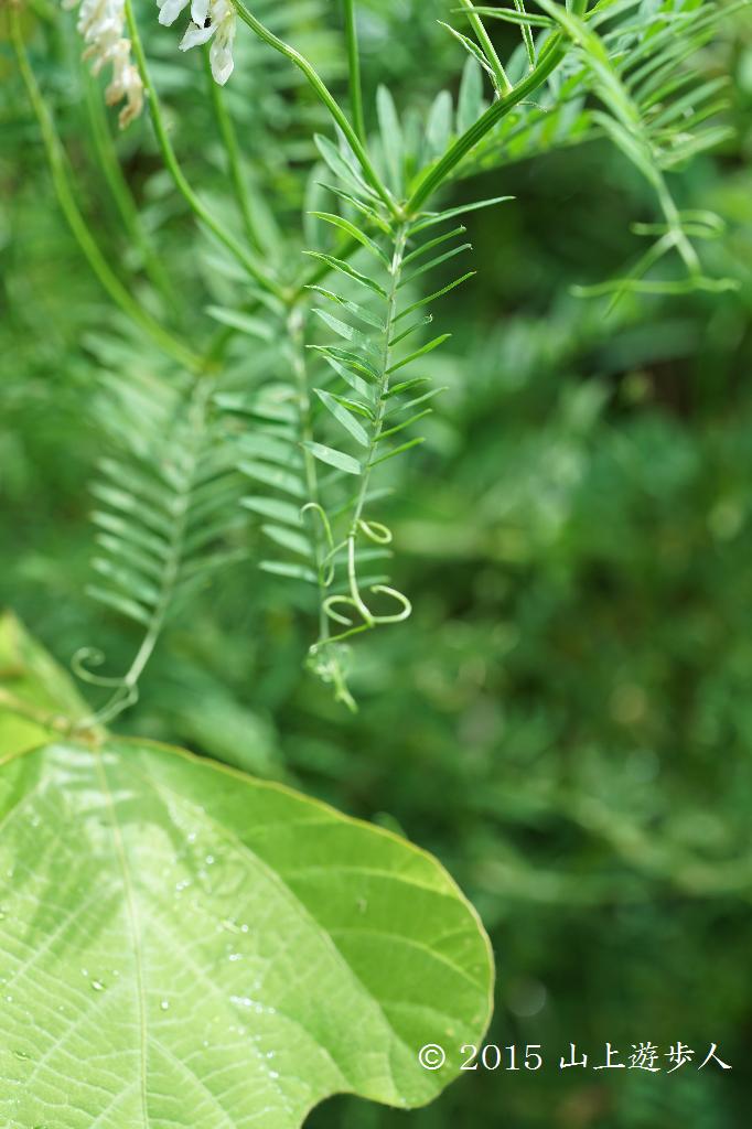 マウスホイールで拡大