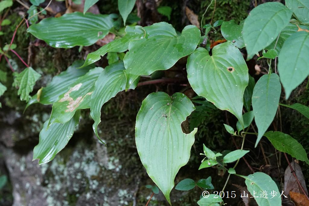 マウスホイールで拡大