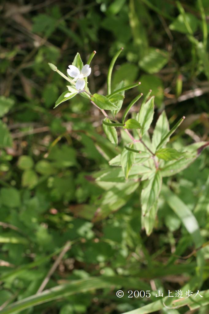 マウスホイールで拡大