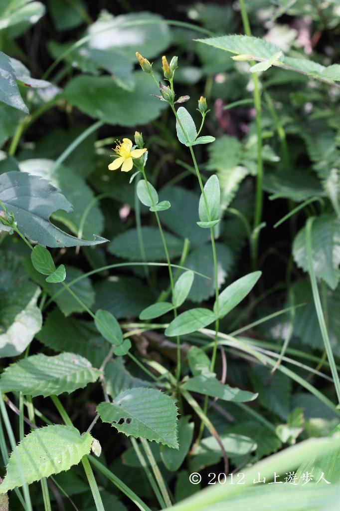 マウスホイールで拡大