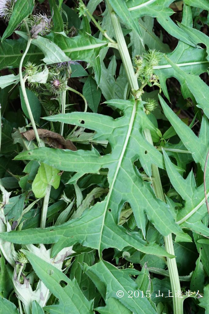 マウスホイールで拡大