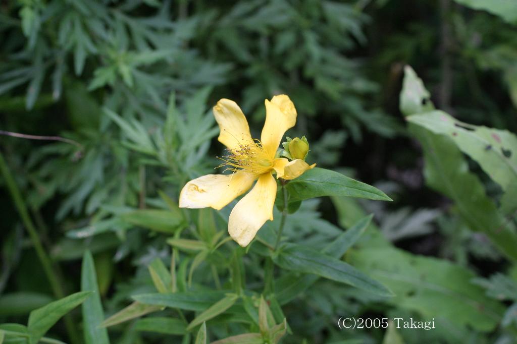 マウスホイールで拡大