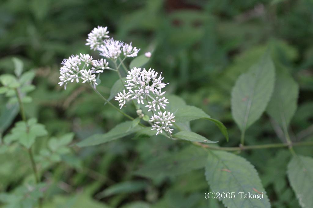 マウスホイールで拡大