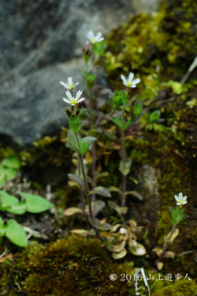 マウスホイールで拡大