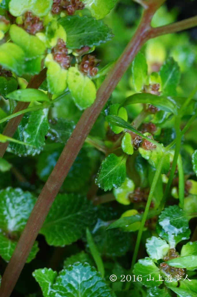 マウスホイールで拡大