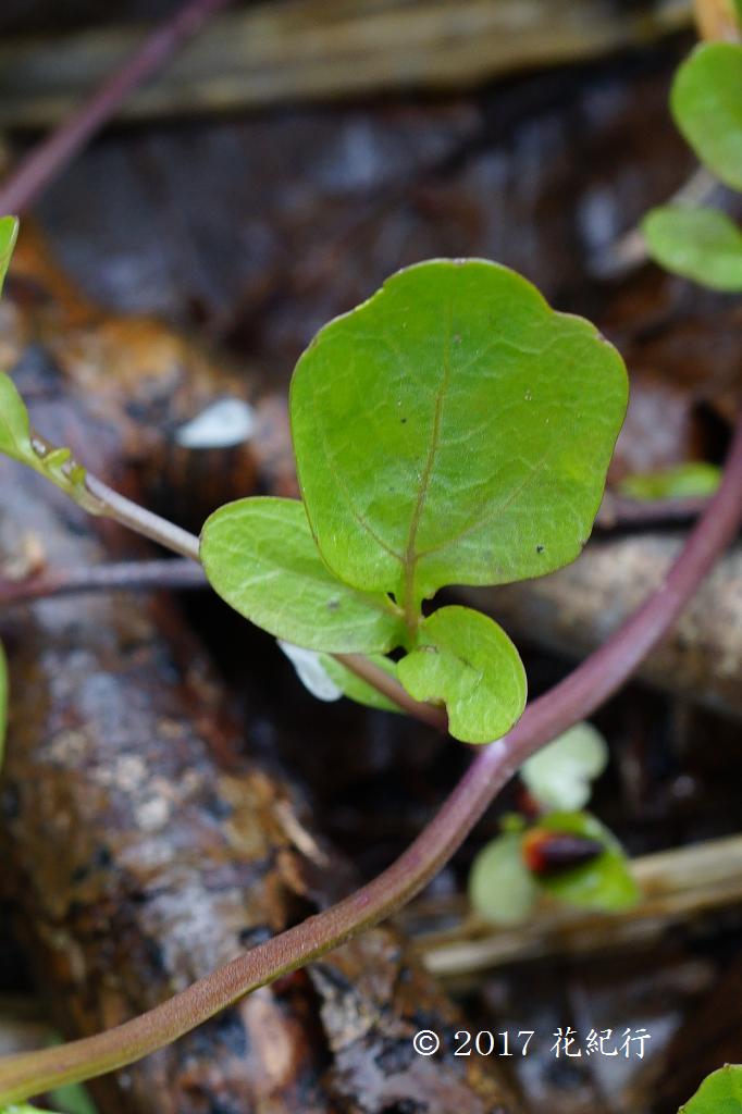 マウスホイールで拡大