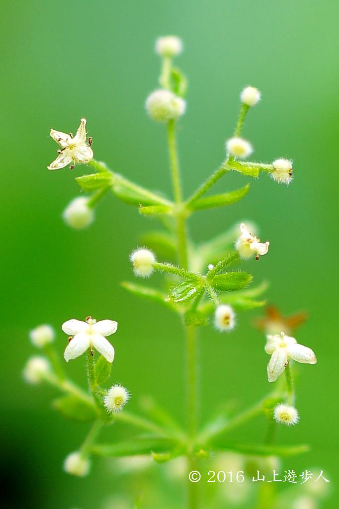 マウスホイールで拡大