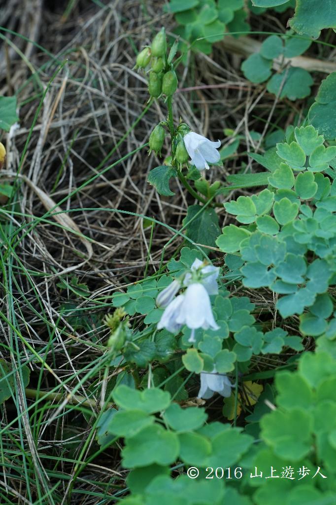 マウスホイールで拡大