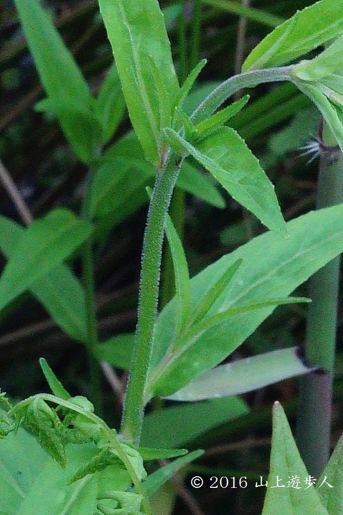 マウスホイールで拡大