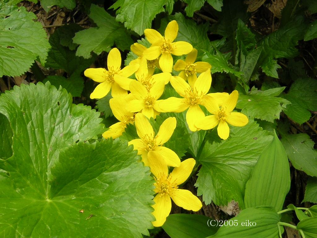 マウスホイールで拡大