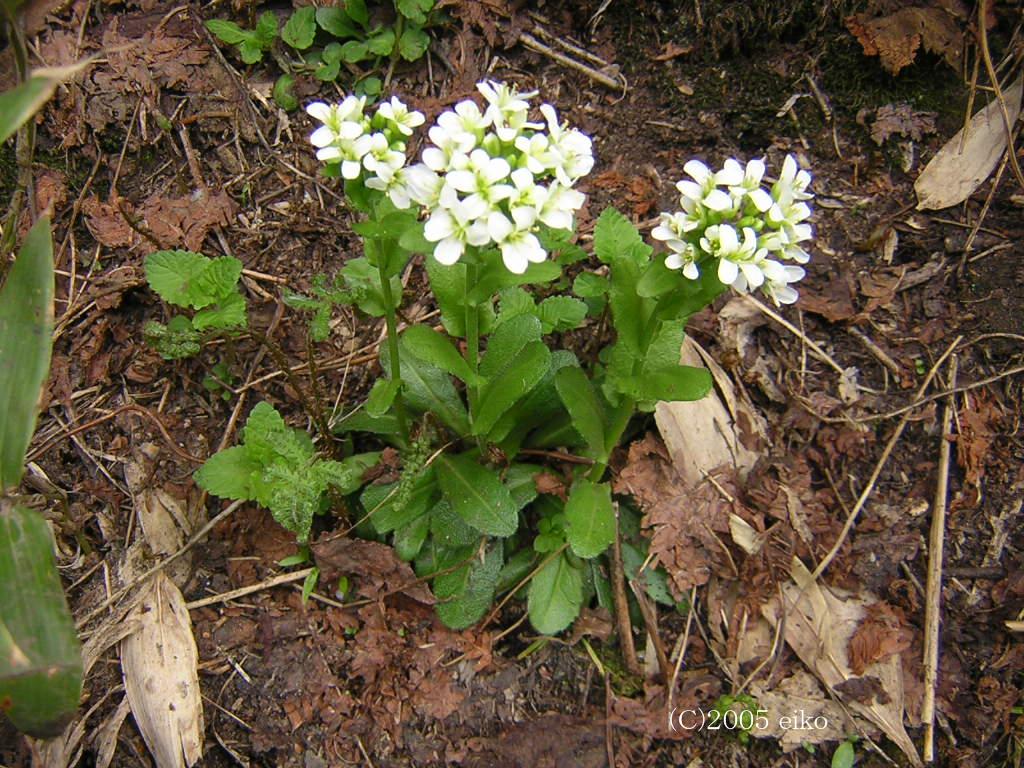 マウスホイールで拡大