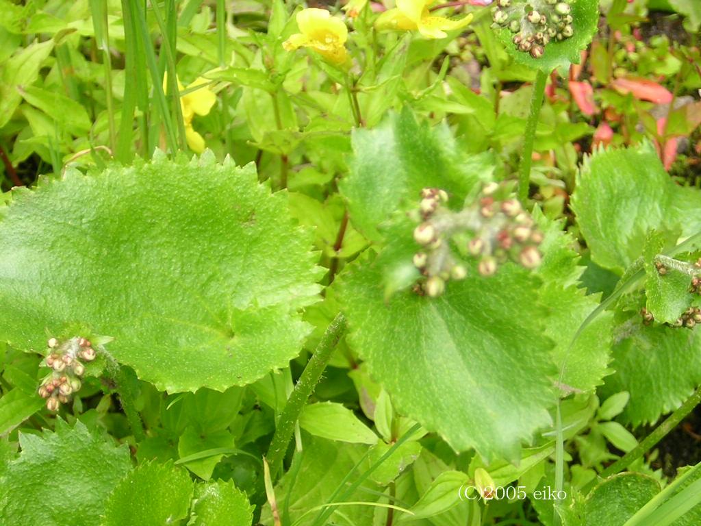 マウスホイールで拡大