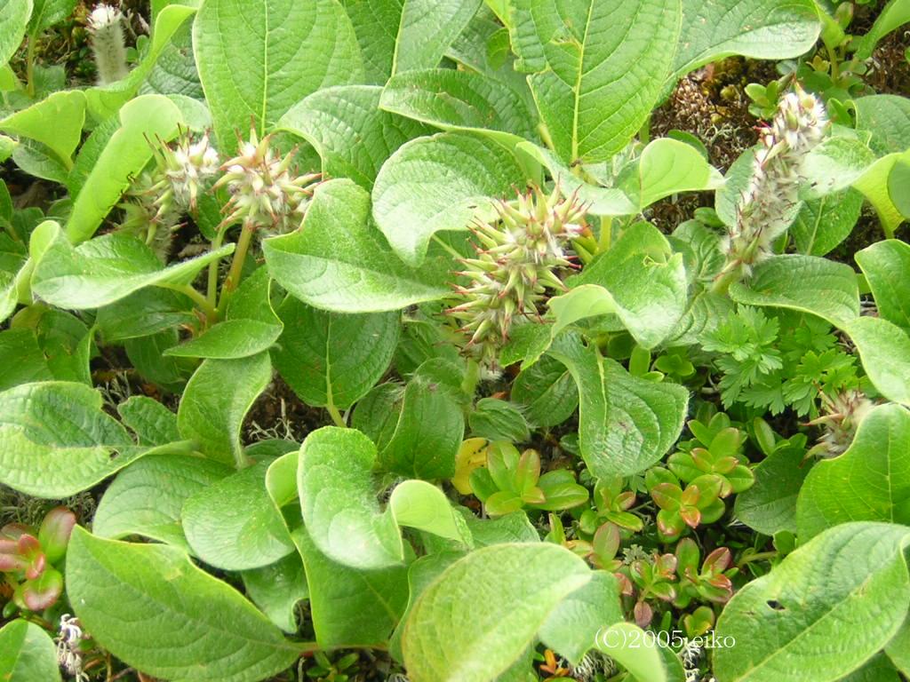 マウスホイールで拡大