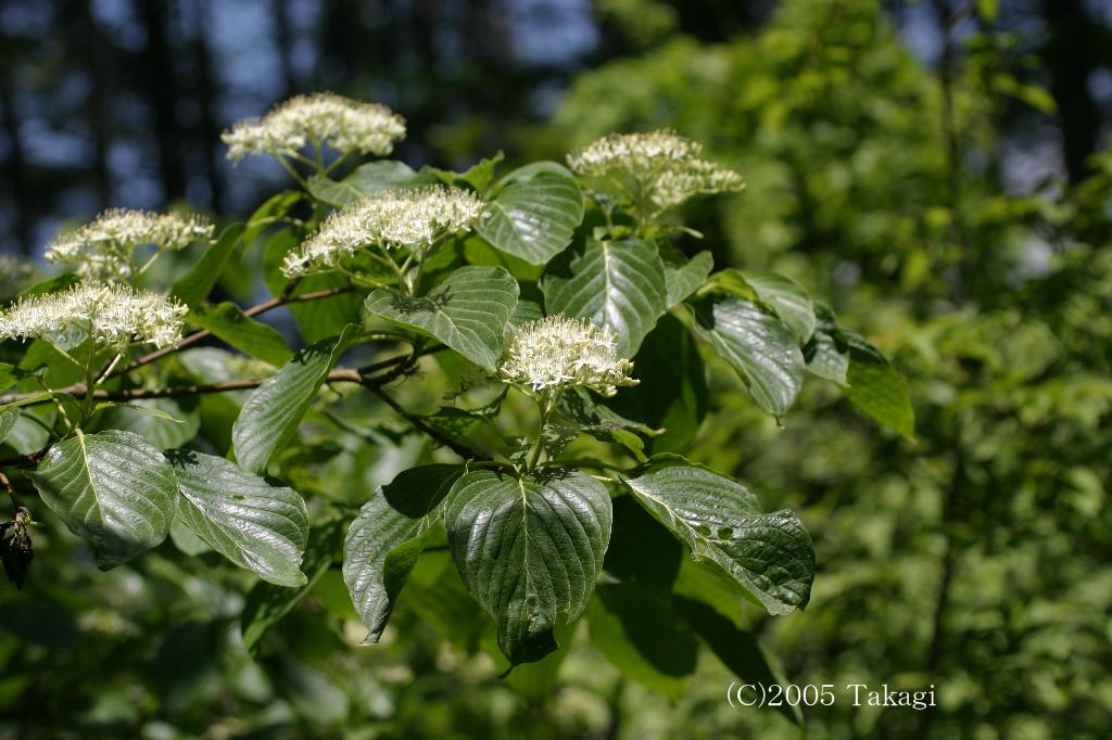 マウスホイールで拡大