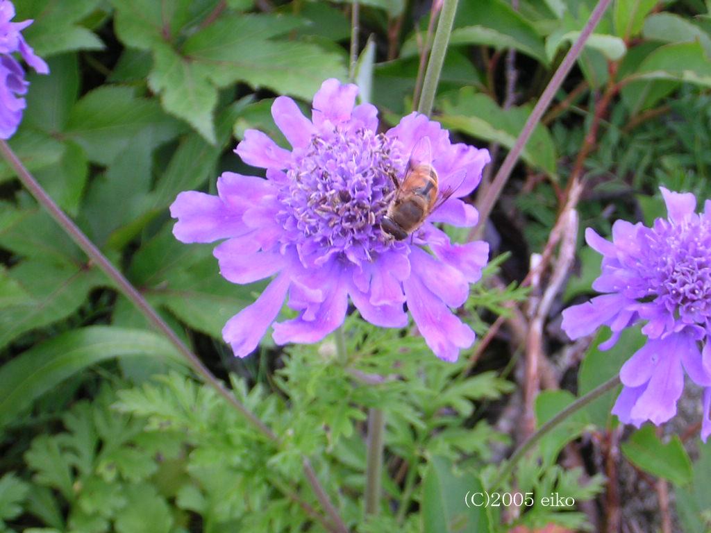 マウスホイールで拡大