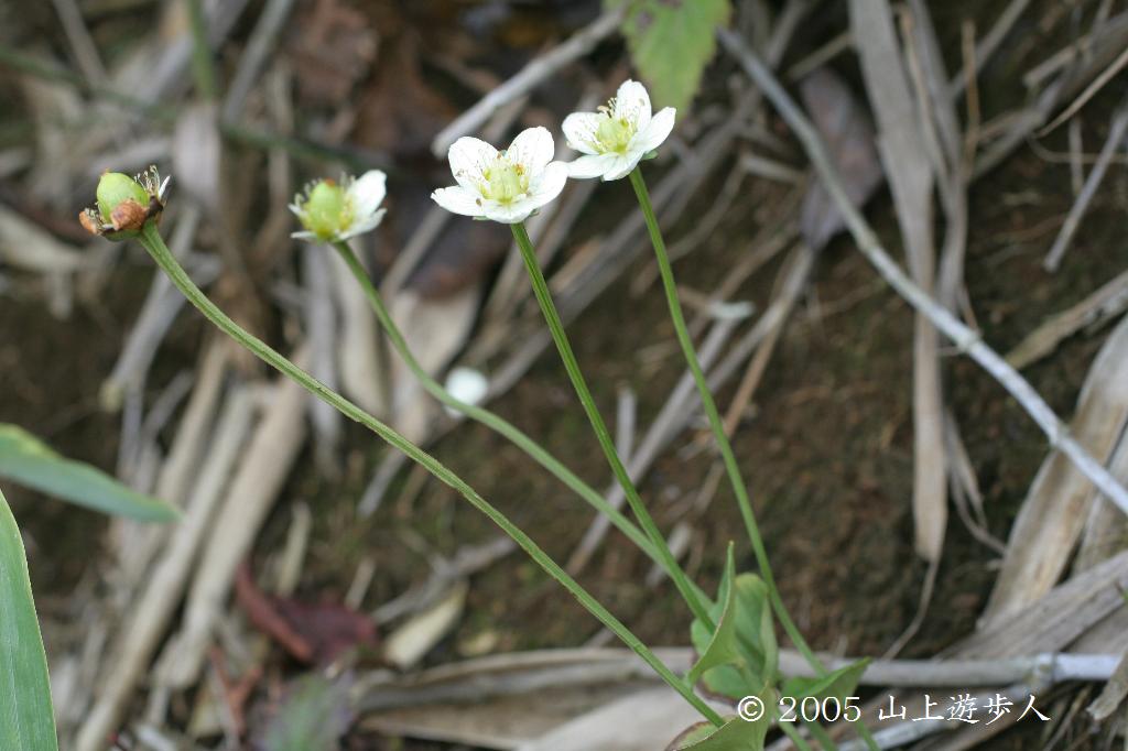 マウスホイールで拡大