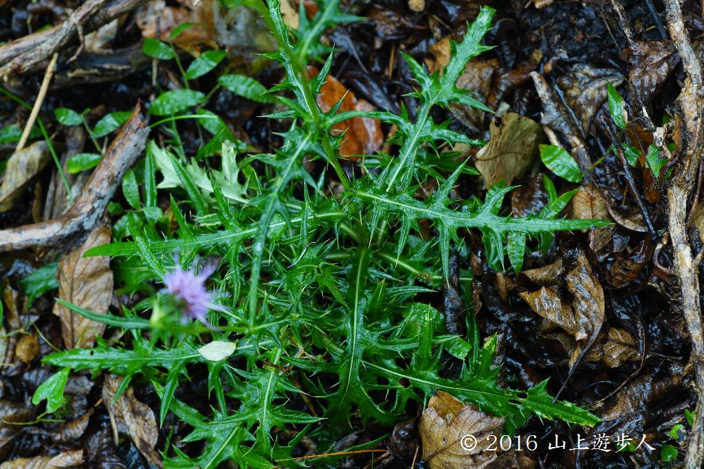 マウスホイールで拡大