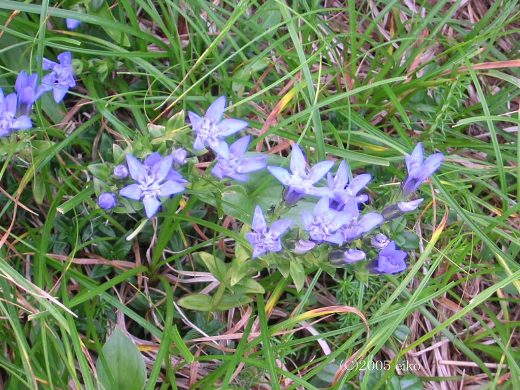 マウスホイールで拡大