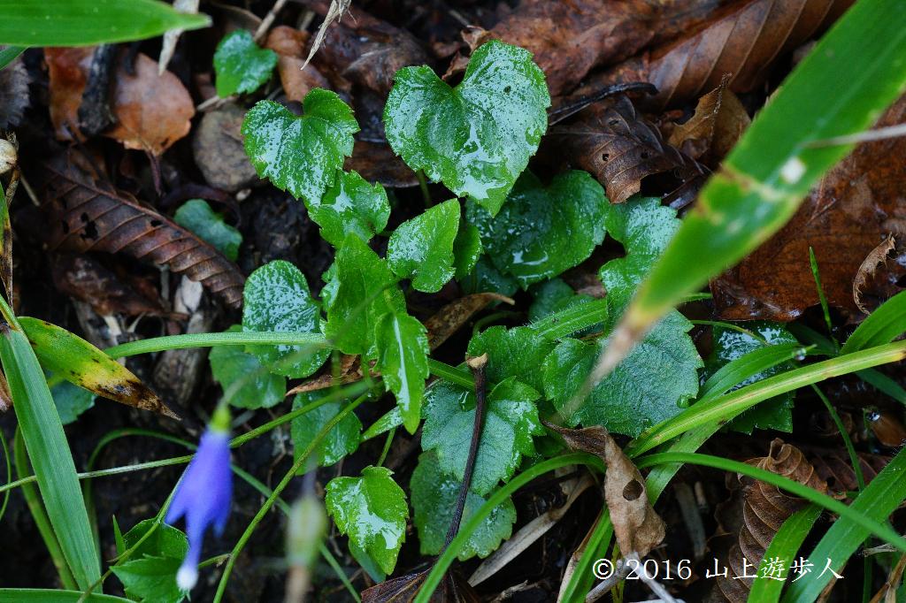 マウスホイールで拡大