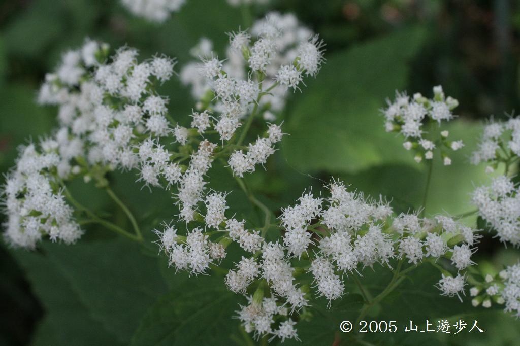 マウスホイールで拡大