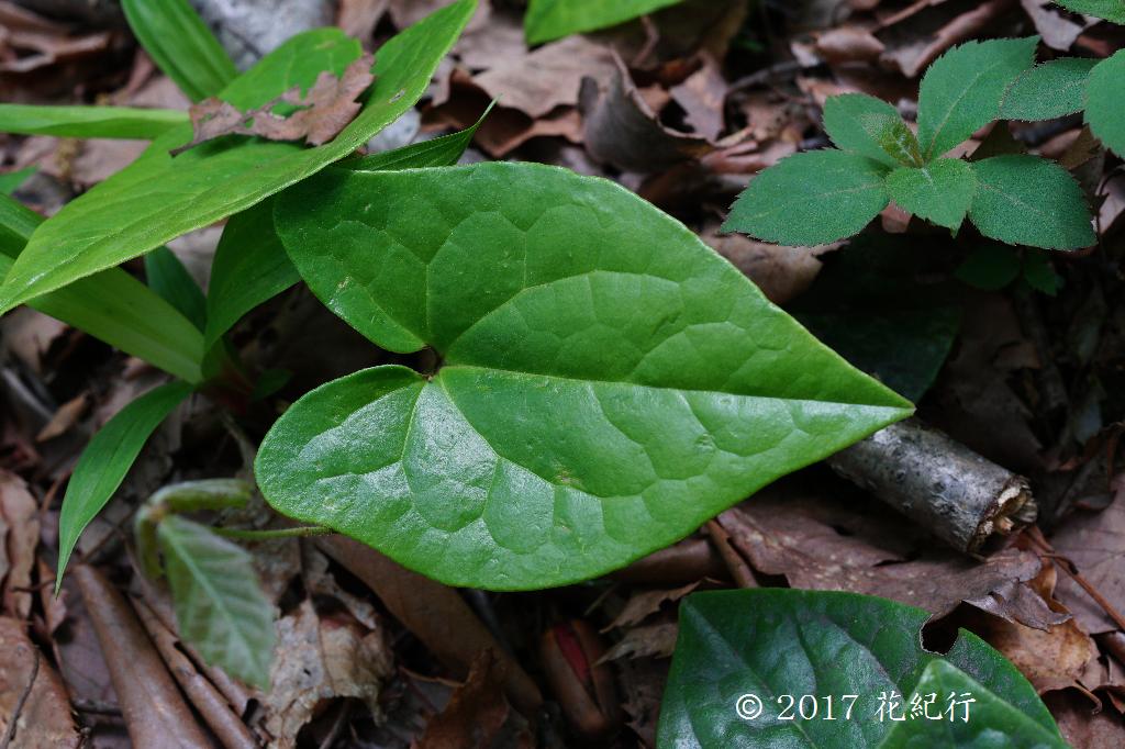 マウスホイールで拡大