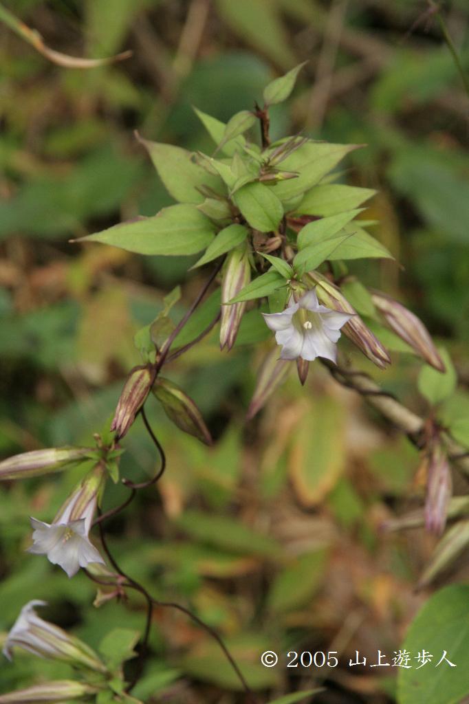 マウスホイールで拡大