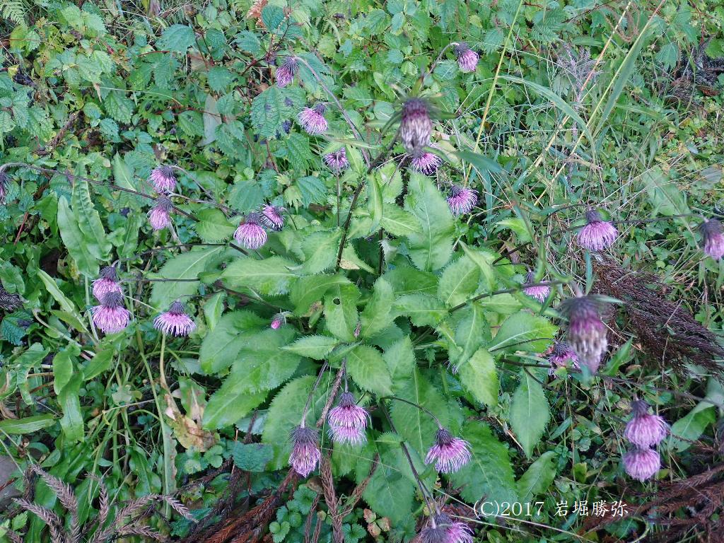 マウスホイールで拡大