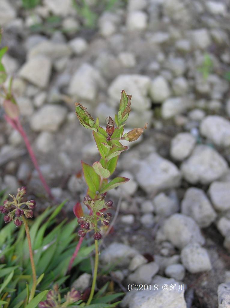 マウスホイールで拡大