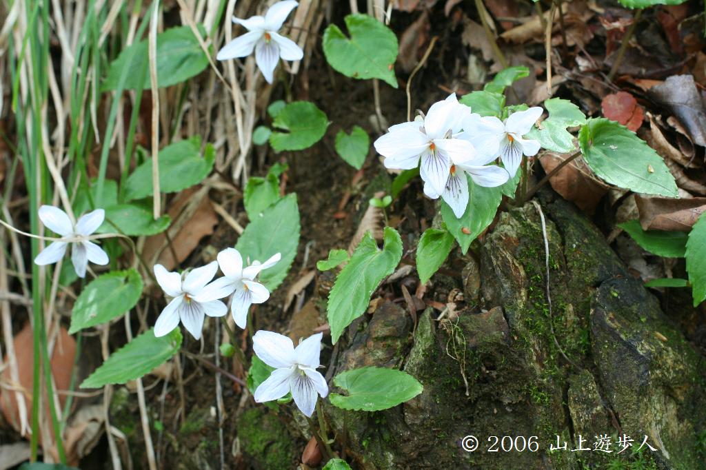 マウスホイールで拡大