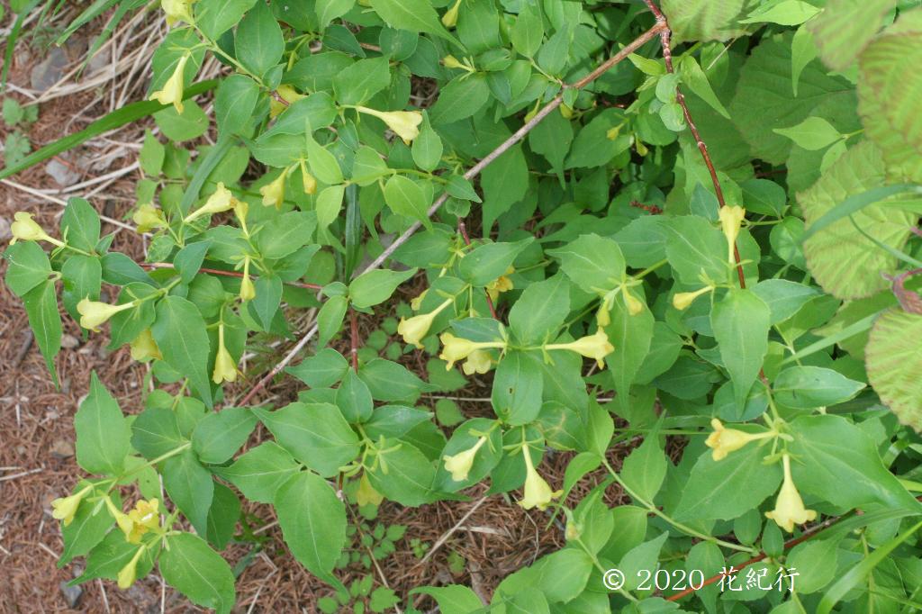 マウスホイールで拡大