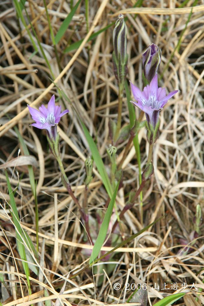 マウスホイールで拡大