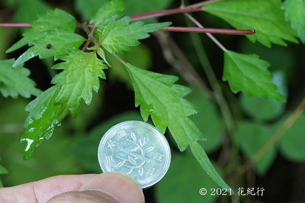 マウスホイールで拡大