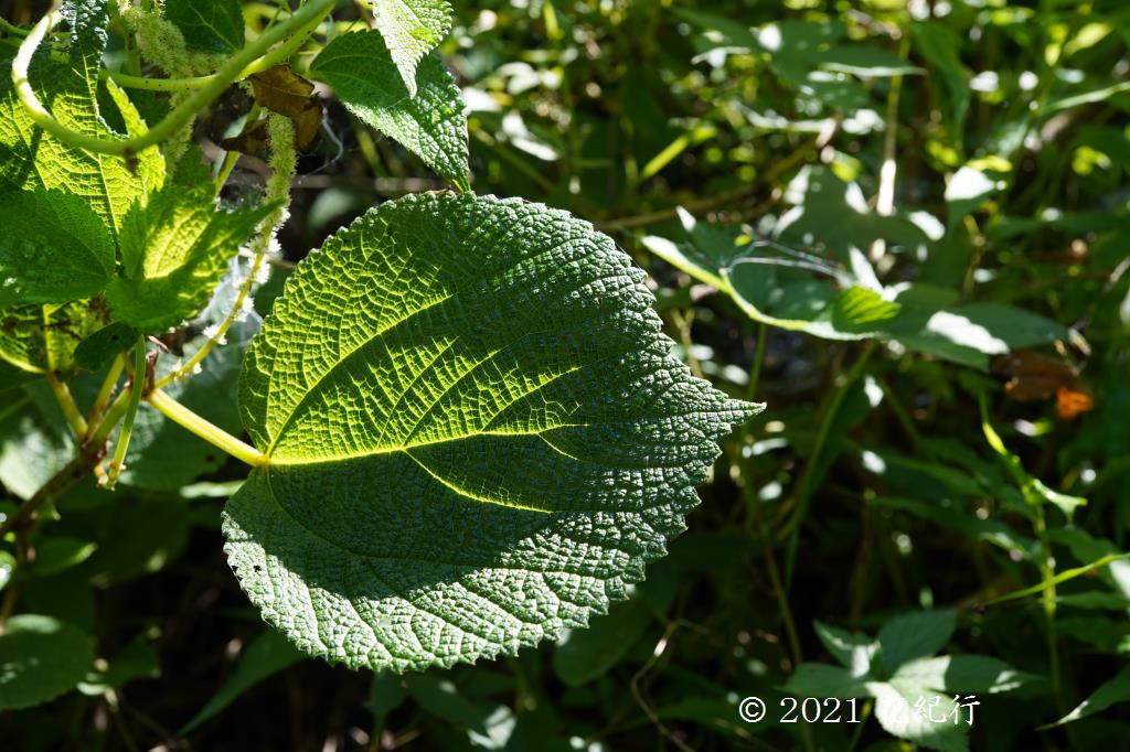 マウスホイールで拡大