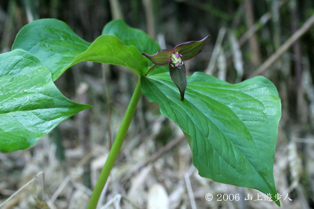マウスホイールで拡大