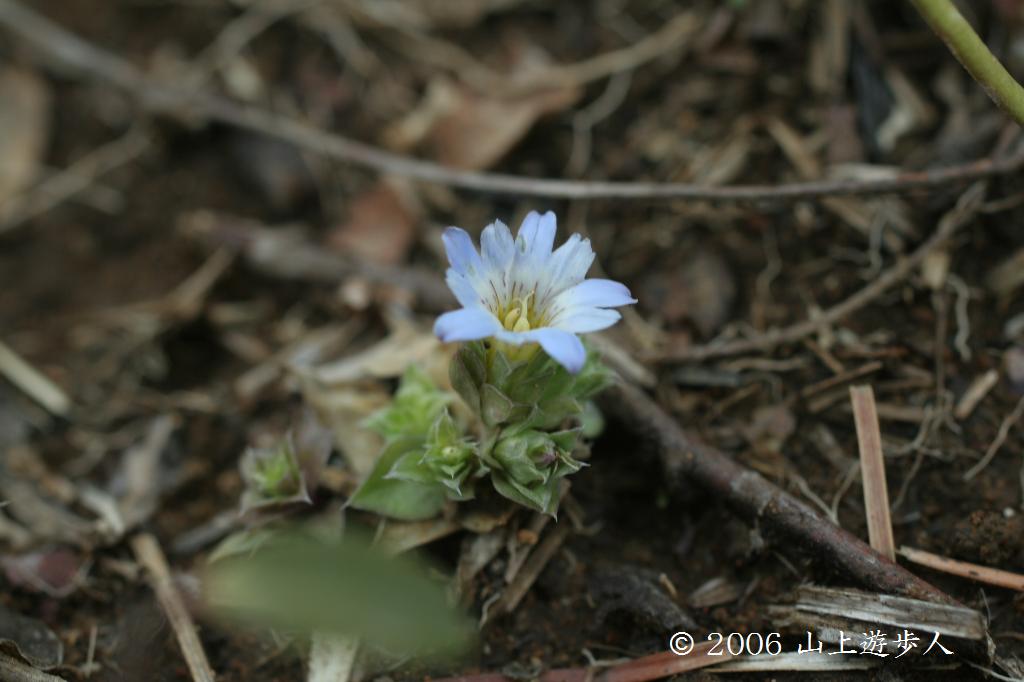 マウスホイールで拡大