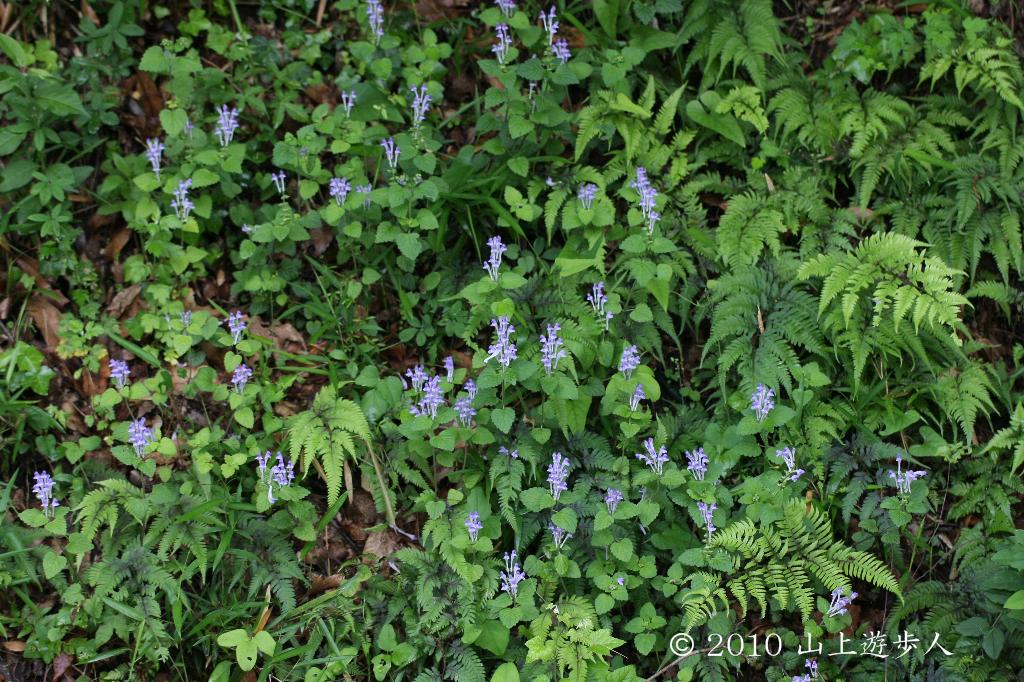 マウスホイールで拡大