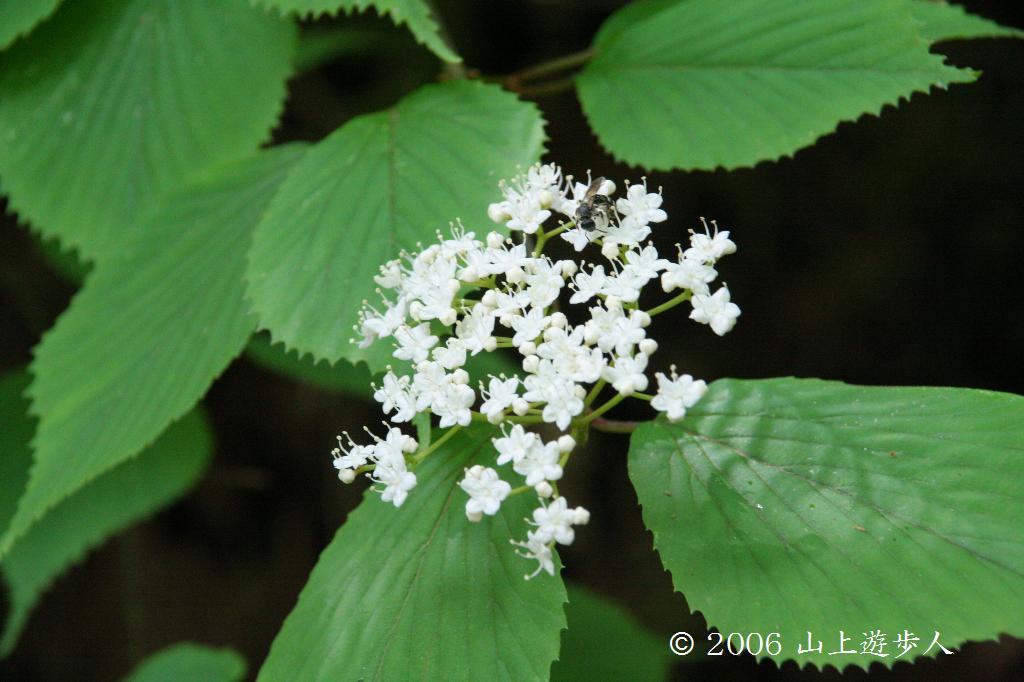 40 山採り　ミヤマガマズミ 40 山採り ミヤマガマズミ 40 山採り ミヤマガマズミ