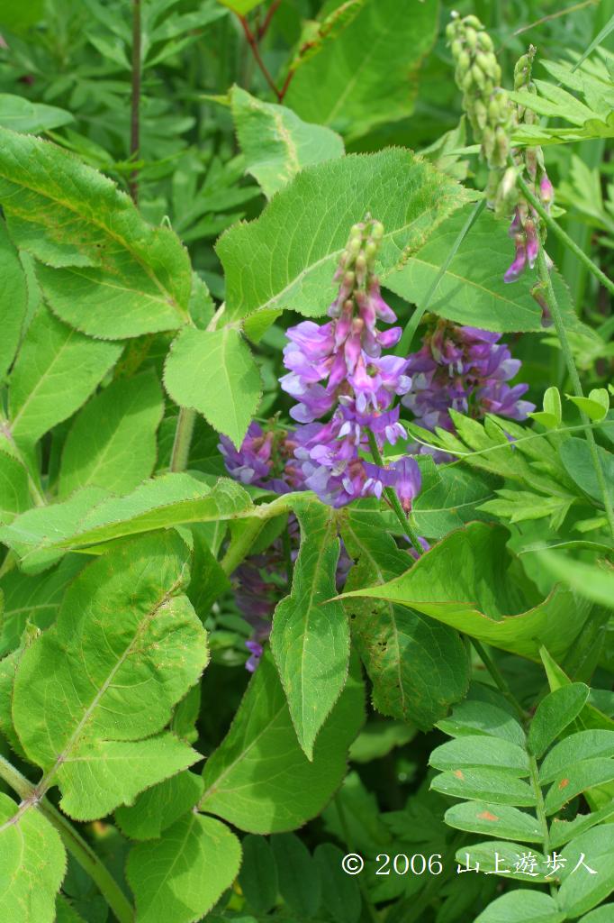 マウスホイールで拡大