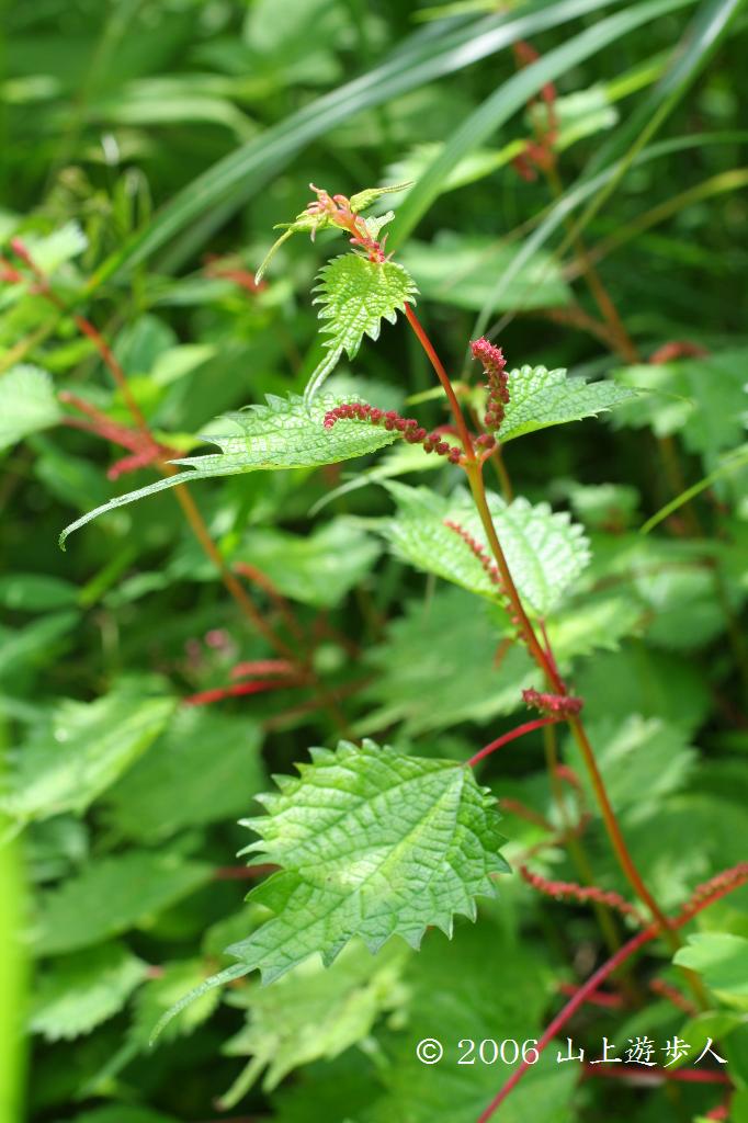 マウスホイールで拡大