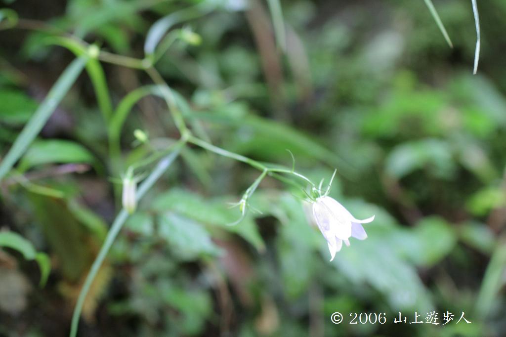 マウスホイールで拡大