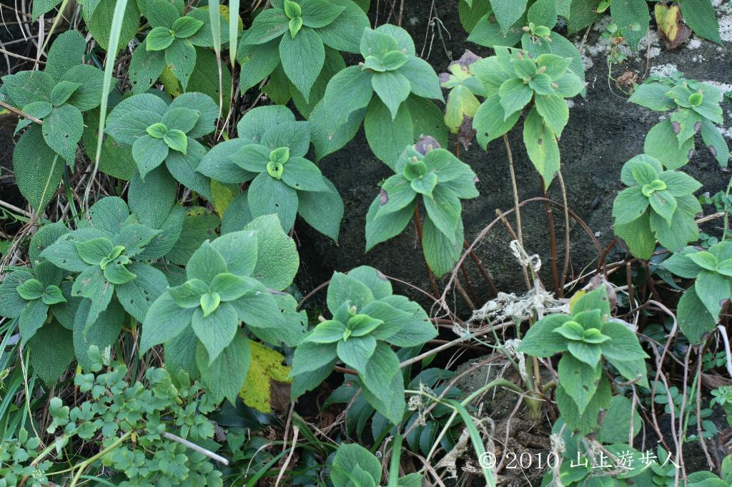 マウスホイールで拡大