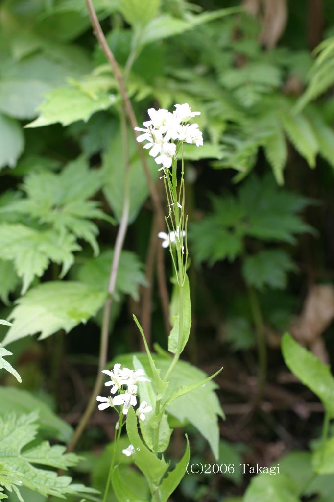 マウスホイールで拡大