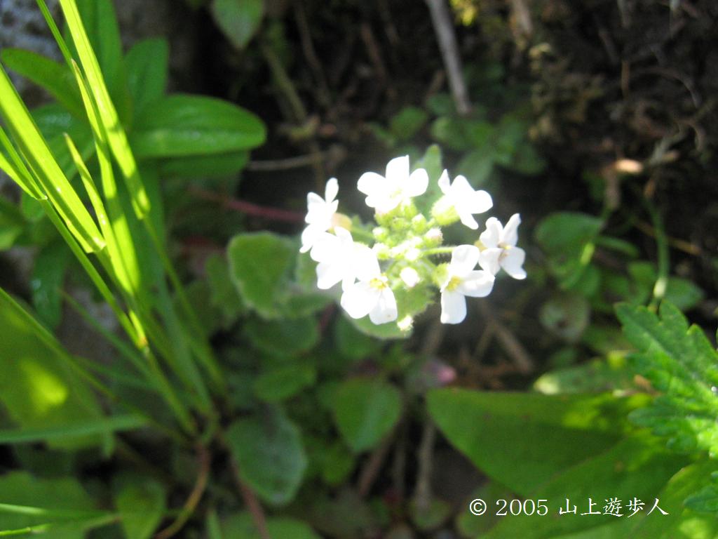 マウスホイールで拡大