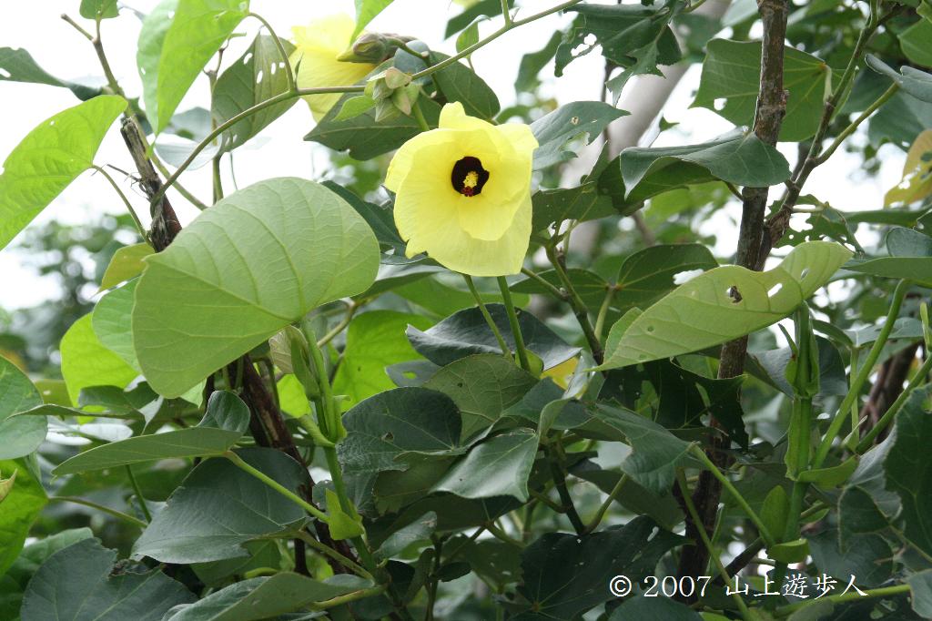 マウスホイールで拡大