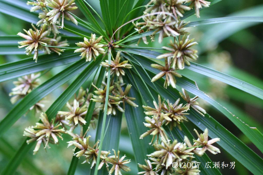 マウスホイールで拡大